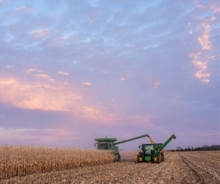 Minnesota corn field at harvest time with pink and blue sky