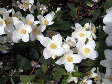Four-petalled white flowers with yellow centers on a shrub.