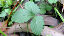 close up of three leaf mock strawberry plant