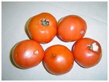 Mold on tomatoes.