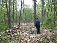 Person walking through forest surrounded by felled trees