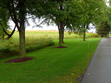Row of mature trees with mulch at their bases, along a paved driveway.