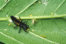 A black caterpillar like insect with 6 black feet and two orange stripes, feeding on aphids.