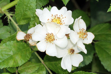 close up of cluster of white multiflora rose flowers