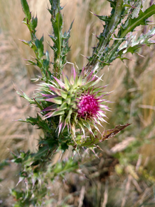 Musk thistle flower with pink and white bracts