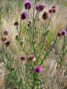 Musk thistle plant with pink, purple and brown flowers