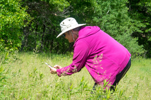 Person identifying plants with a phone application in a field.