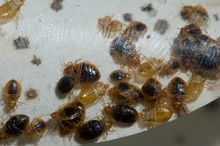 Bed bugs of different sizes, cast skins and waste on a white background.