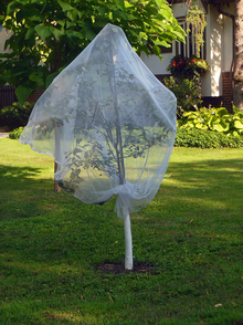 Young tree covered in netting with plastic tree guard around trunk in front of another larger tree on a lawn