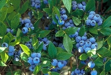 'North Country' blueberry plant