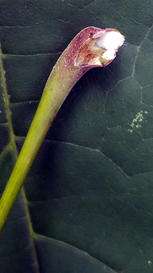 broken leaf stem of a Norway maple