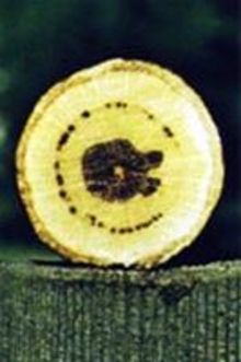 Cross section of an oak branch showing discoloration.