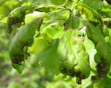 Twisted green oak leaves with brown ends