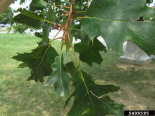 A branch with green oak leaves