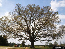 A white oak tree