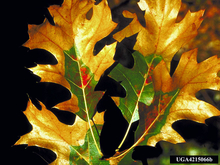 Oak leaves on a dark background. The edges of the leaves are brown, and the centers are green with some red blotching.