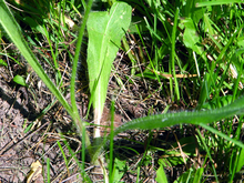 base and stem of orange hawkweed plant