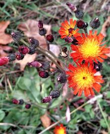 three orange hawkweed flowers in bloom with many other dark red blossoms