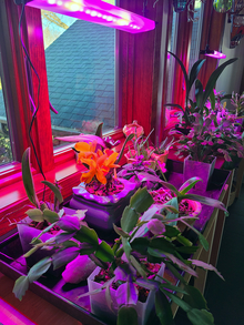Pinkish-reddish light above a flat of orchids in a window sill.