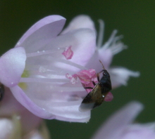 Adult male pirate bug on pink flower