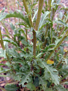 stem of oxeye daisy