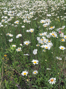 many oxeye daisies growing in the grass