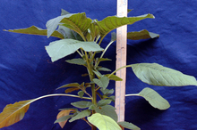 Measuring the top of a palmer amaranth plant with a ruler.