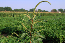 single, tall palmer amaranth plant growing in a field