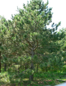 Large Red Pine tree on the edge of a pine plantation.