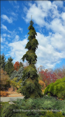 Tall narrow spruce tree with pendulous branches, a light green evergreen in the foreground and a variety of tree in fall colors and a bright blue sky in the background.