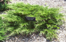 A low growing, spreading feathery Russian cypress evergreen in a mulched bed