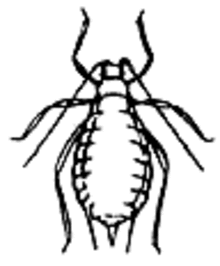 insect with two long antennae and six appendages with a wide body.