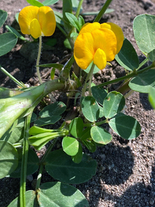 Peanut plant with small round leaves and bright yellow flowers growing close to the ground.