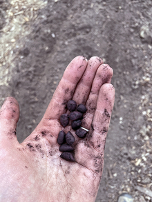 Peanut seeds in a hand, covered in a fine black dust.