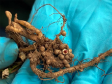 Peanut roots with rhizobia nodules.
