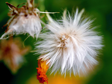 two fuzzy, white perennial sowthistle flowers 