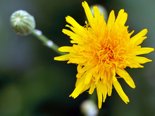 single yellow perennial sowthistle flower