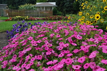 Bright pink petunias at the foreground of a garden landscape