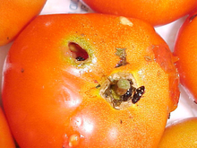 Two holes in a ripe tomato with a tiny black beetle at the edge of a hole