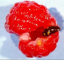 A black beetle with orange spots coming out of a raspberry