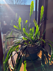 Houseplant in a ceramic pot near a window with sunlight streaming through.