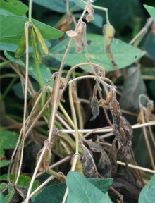 Bean plant with symptoms of white mold