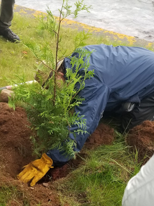 Man planting a small cedar tree.