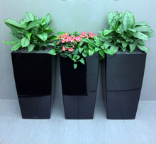 Two silvery green leafy plants and a pink flowering plant in black pots against a wall in a bright-lightly lit room.
