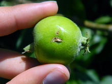 A plum curculio scar on a young apple.