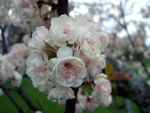 Large white flowers with pink centers on a plum tree.