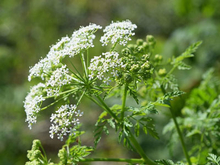 A flower head made up of clusters of tiny white flowers