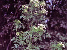 A plant with fern-like leaves and tiny white flowers