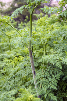 poison hemlock plant with defined fern looking leaves