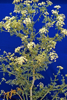 poison hemlock plant with white blossoms with blue background